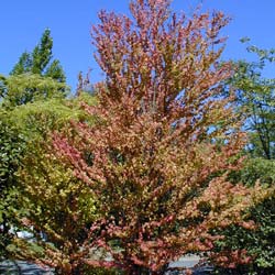 cercidiphyllum japonicum